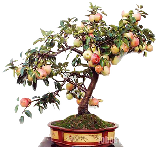 蘋果盆栽
