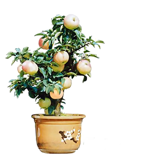 蘋果盆栽