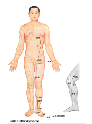 针灸推拿足厥阴肝经穴位图