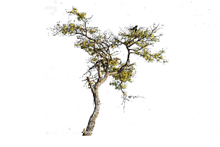 樹
