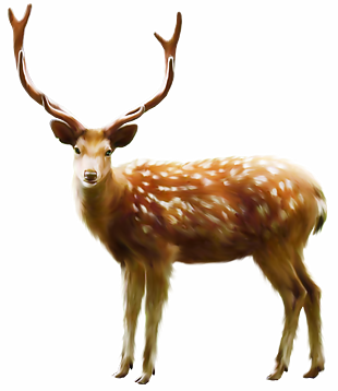 頭鹿
