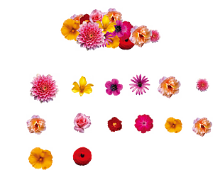 花朵