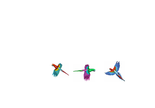 鸚鵡
