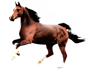 奔跑的馬