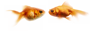 金魚