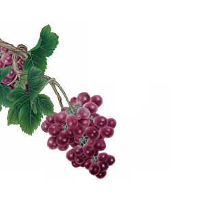 葡萄