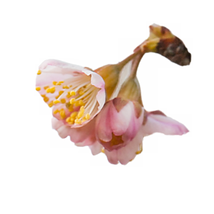 花高清免抠图