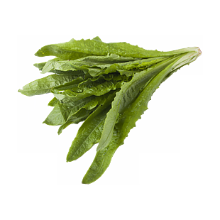 青菜免摳圖高清