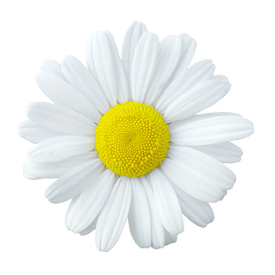 免抠花朵素材
