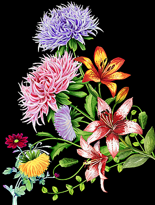 菊花水彩