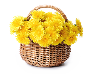 高清黃菊花花藍