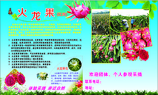 火龙果海报