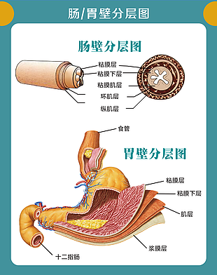 胃肠壁
