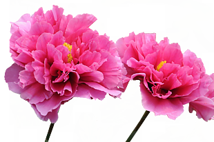 兩朵牡丹花