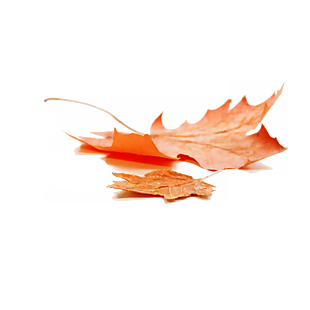 楓葉