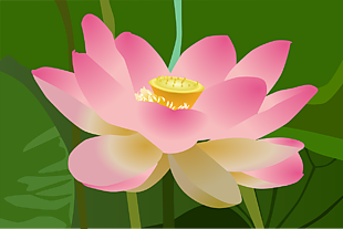 蓮花 花 粉色的花