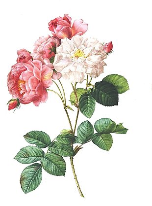 玫瑰 酿酒 花 花的古董 植物 浪漫