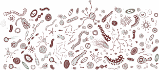 细菌