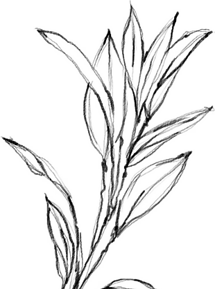 花朵矢量圖免扣