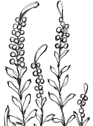 花朵矢量圖免扣