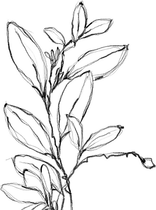 花朵矢量圖免扣