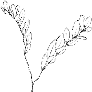 花朵矢量圖免扣