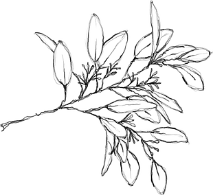 花朵矢量圖免扣