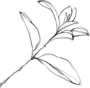 花朵矢量圖免扣