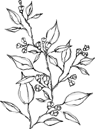花朵矢量圖免扣