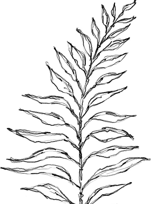 花朵矢量圖免扣