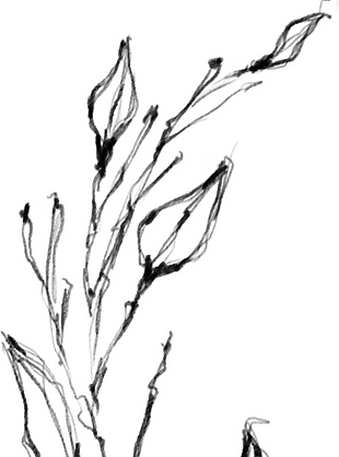 花朵矢量圖免扣