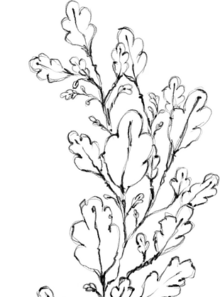 花朵矢量圖免扣