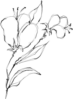 花朵矢量圖免扣