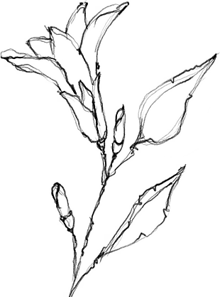 花朵矢量圖免扣