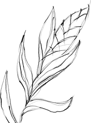 花朵矢量圖免扣