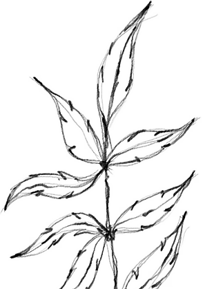 花朵矢量圖免扣