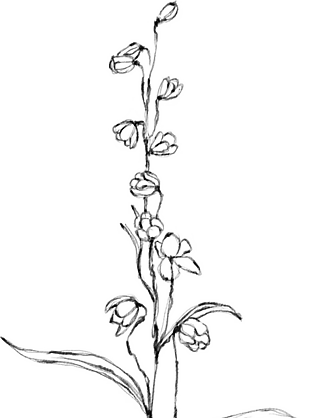 花朵矢量圖免扣
