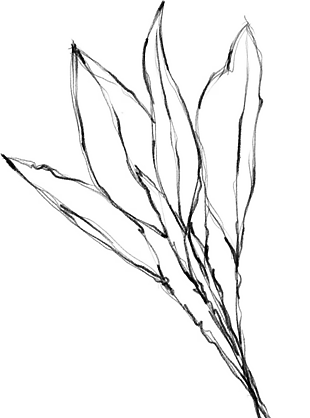 花朵矢量圖免扣