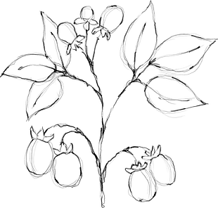 花朵矢量圖免扣
