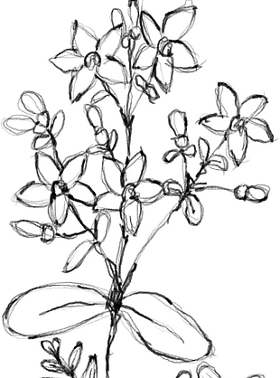 花朵矢量圖免扣