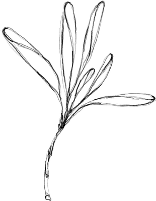 花朵矢量圖免扣
