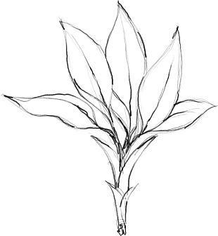 花朵矢量圖免扣