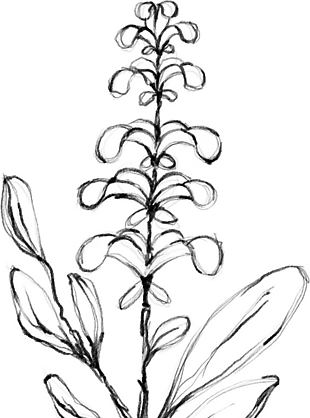 花朵矢量圖免扣