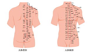 人体腹部及背部经络穴位图