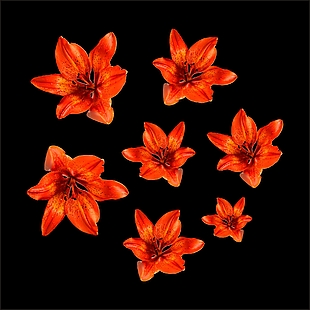 花 花朵 圓形花 紅色花朵