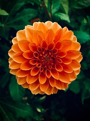 花 夏天 橙色