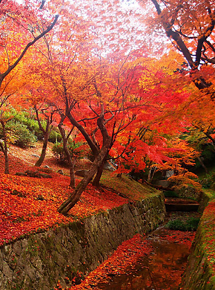 風(fēng)景 風(fēng)景畫(huà) 背景 背景畫(huà) 畫(huà)