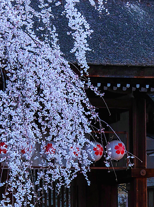 風(fēng)景
