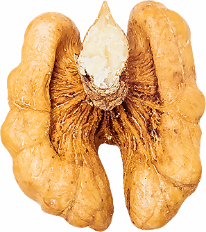 核桃仁