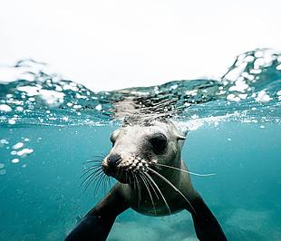 海豹 水下海豹 自然 水下動物